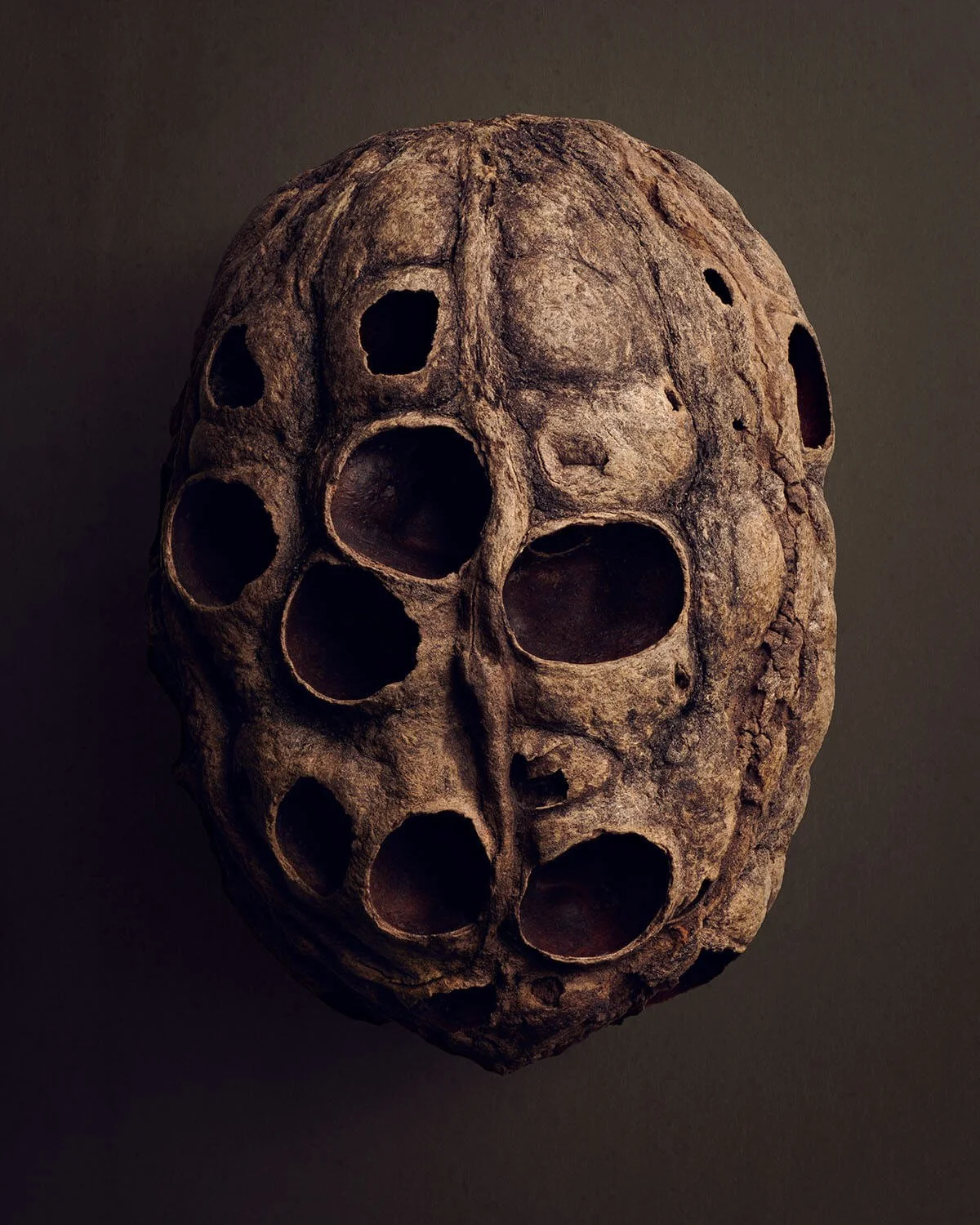 The Hidden Beauty of Seed & Fruits | Explore Nature's Details